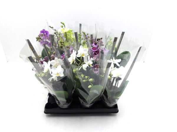 Mini Phalaenopsis 2 Rispen Mix