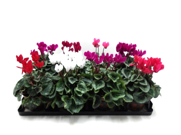 Cyclamen pers. midi Mix