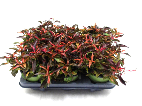 Alternanthera reineckii großblättrig