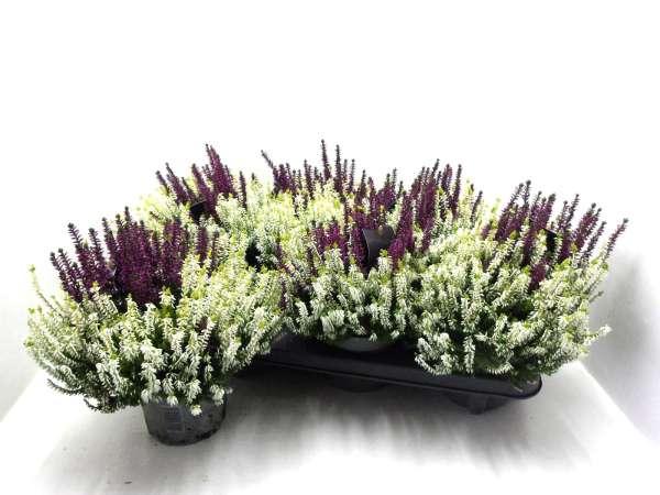 Calluna "Colour Crown"