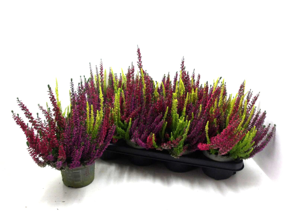 Calluna "Beauty Ladies" Trio