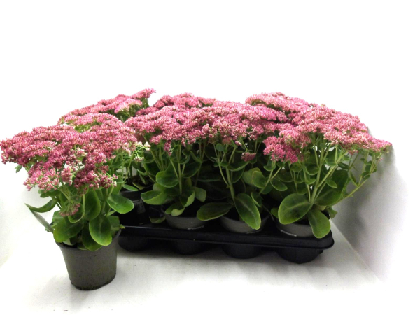 Sedum "Herbstfreude"