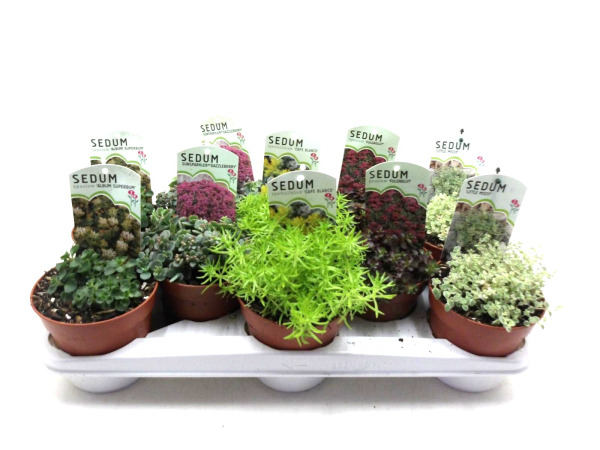 Sedum Mix