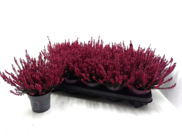 Calluna gefärbt rot