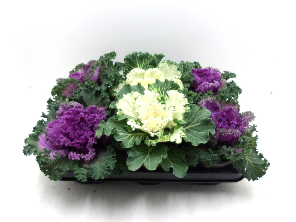 Brassica Mix