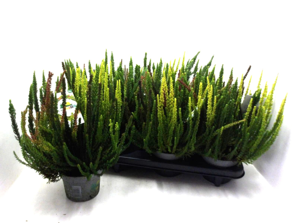 Calluna "Sky Five"