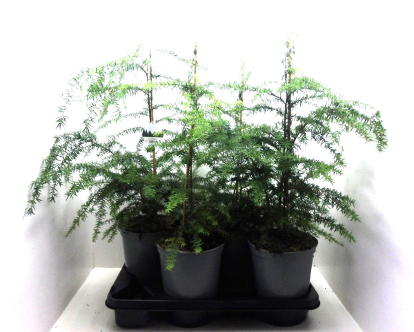 Tsuga heterophylla