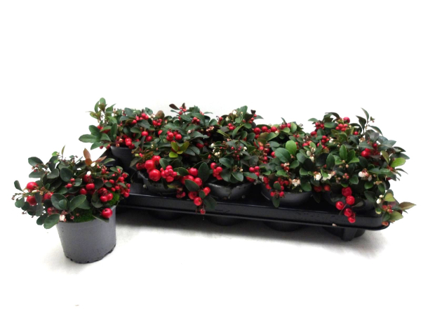 Gaultheria procumbens