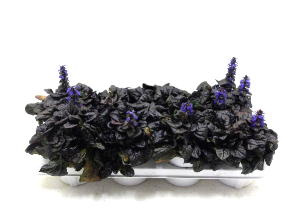Ajuga dunkellaubig