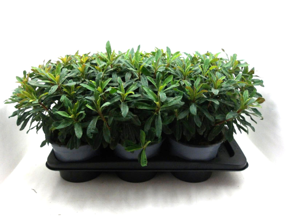 Euphorbia amyg. grün
