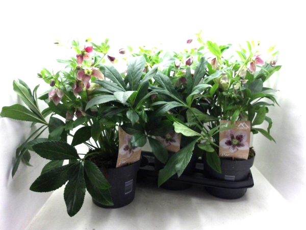 Helleborus ori. "Viv Bicolor"