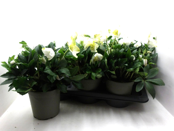 Helleborus niger 'Wintersun'
