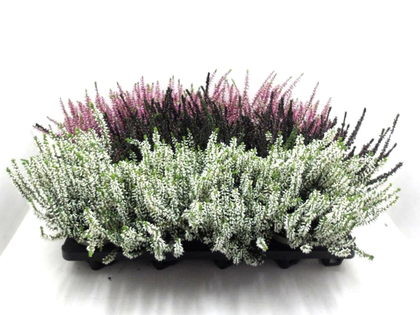 Calluna  vulg. Mix