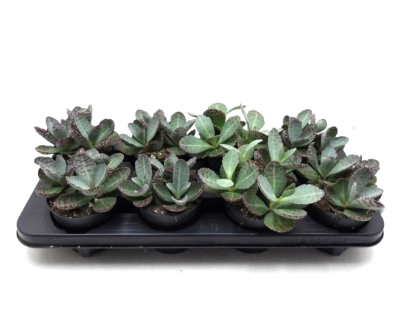 Kalanchoe humilis 'Surprise Desert'