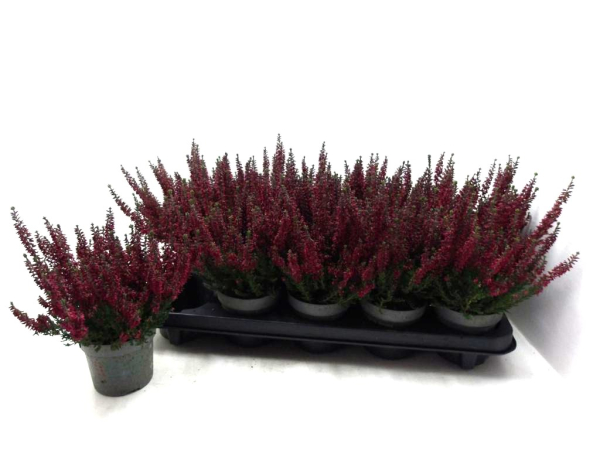 Calluna "Beauty Ladies" rot