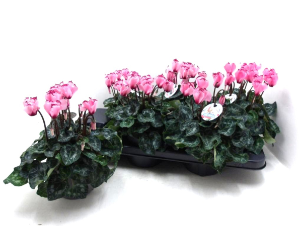 Cyclamen "Victoria Salmon"