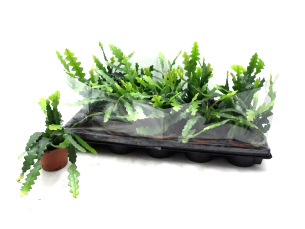 Epiphyllum anguliger