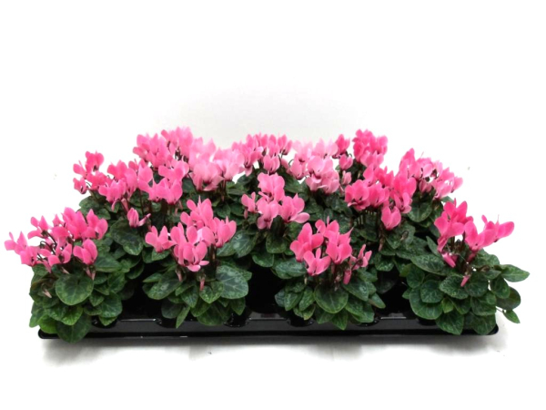 Mini Cyclamen rosa