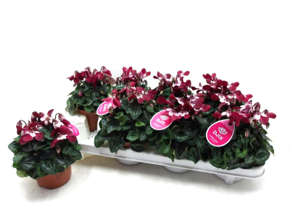 Cyclamen "Djix" dunkelrot
