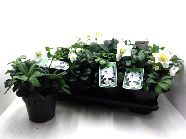 Helleborus niger "Adventstar"