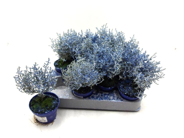Mini Calocephalus Glitter blau