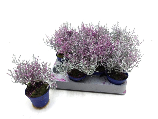 Mini Calocephalus Glitter lila