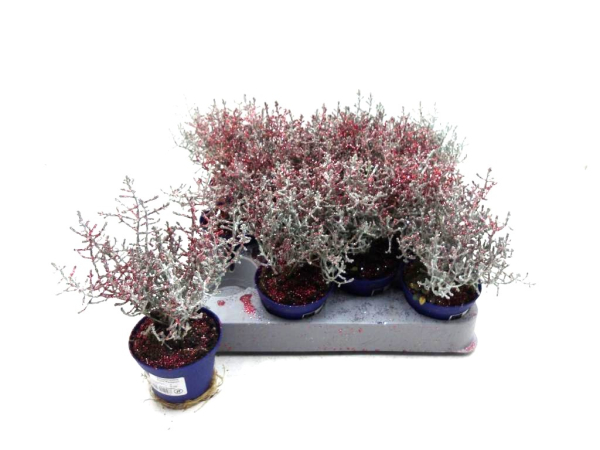 Mini Calocephalus Glitter rot