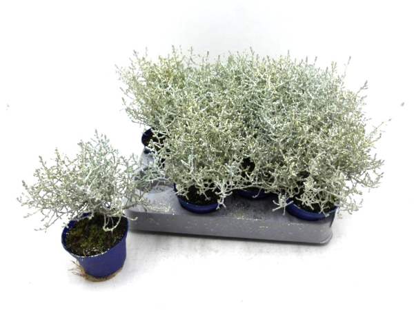 Mini Calocephalus Glitter gold