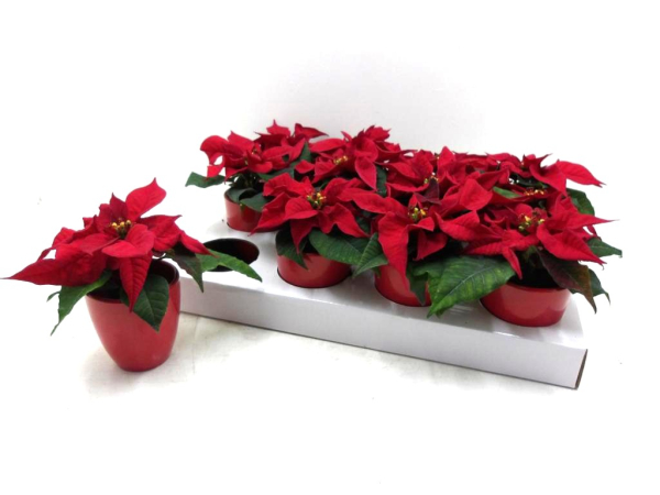 Mini  Poinsettia in Übertopf rot