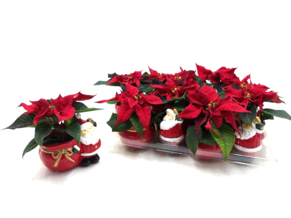 Mini  Poinsettia in Weihnachtsübertopf