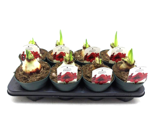 Hippeastrum 3 Knospen 'Amorita Danu'