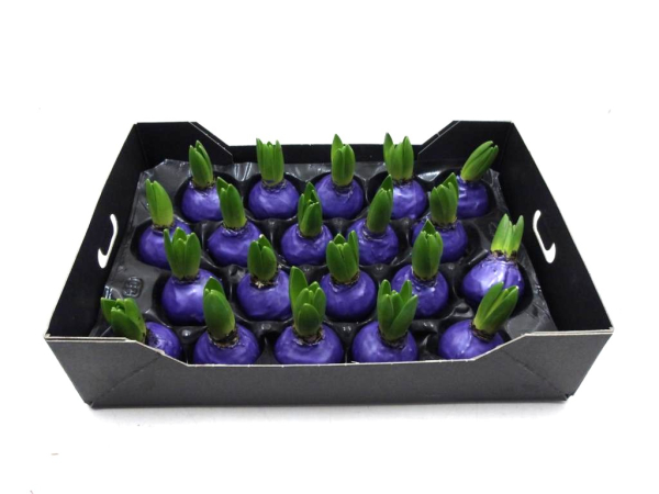 Wachs-Hyazinthe lila