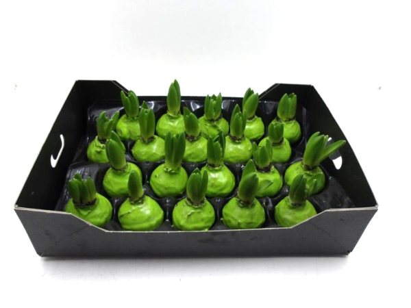 Wachs-Hyazinthe grün