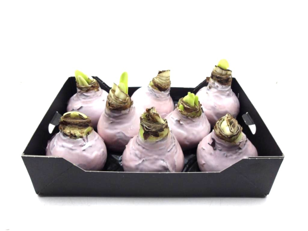 Wachsamaryllis rosé