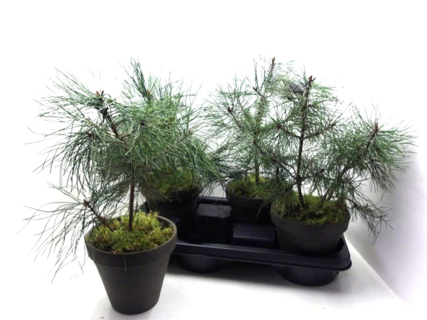 Pinus mugo Tontopf