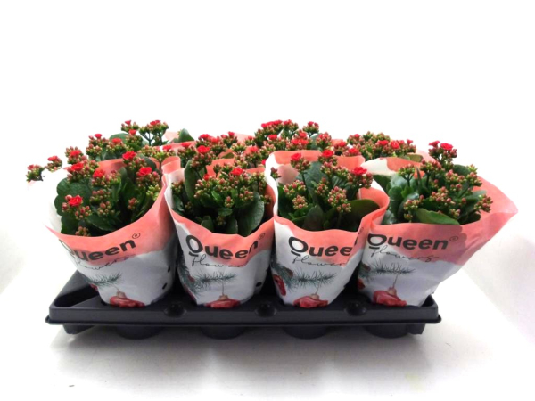 Kalanchoe gefüllt rot
