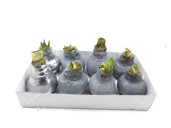 Waxz  Amaryllis Mix silber