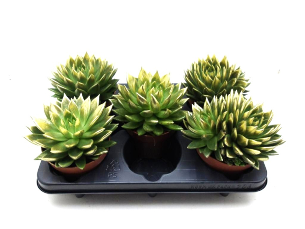 Echeveria gefärbt gold