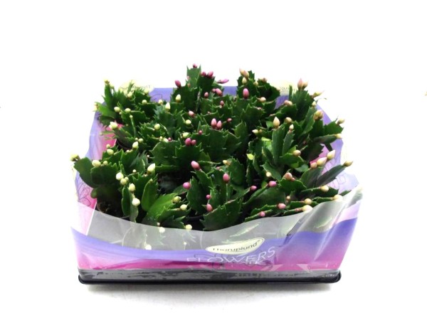 Mini Schlumbergera Mix