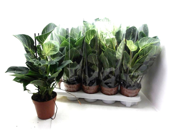 Philodendron "Birkin"
