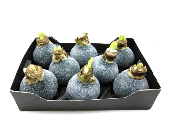 Wachsamaryllis  Glitter dunkelgrün