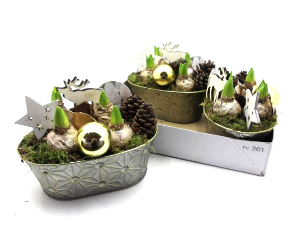 Hyazinthen in Blechschale