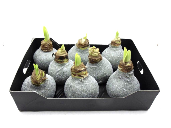 Wachsamaryllis  Glitter oliv