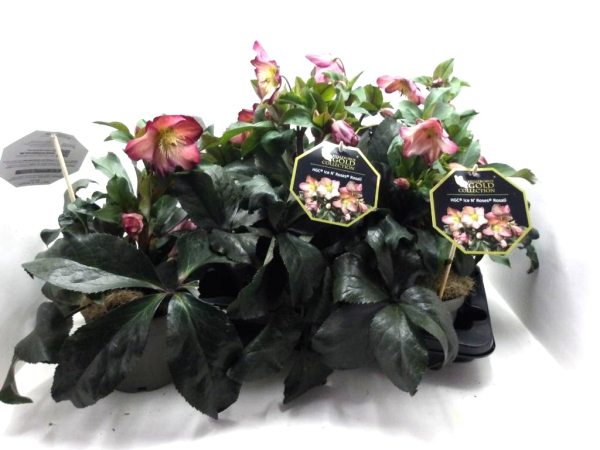 Helleborus "Ice N' Roses" Rosalie