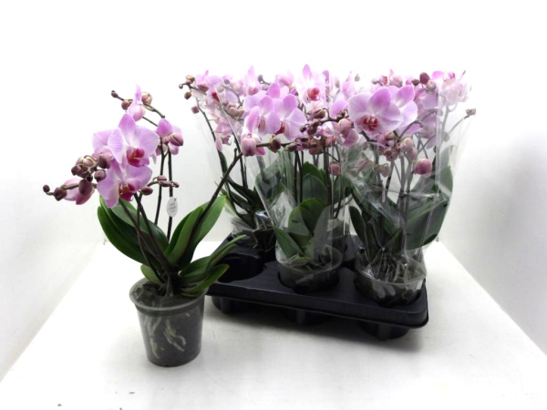 Phalaenopsis 5 Rispen rosa ungestäbt
