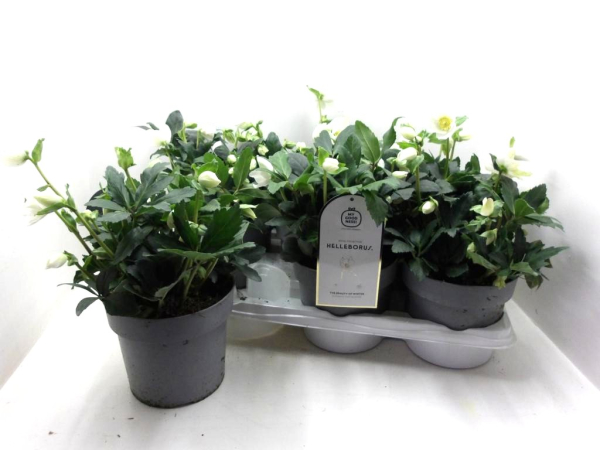 Helleborus niger "Jasper"