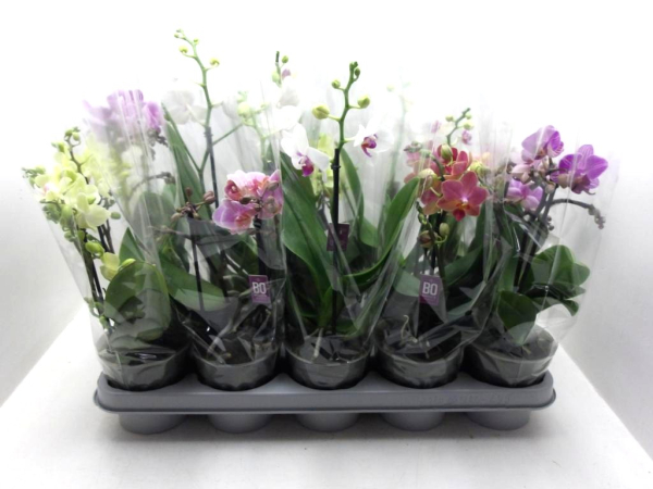 Phalaenopsis "Bo" 2 Rispen Mix