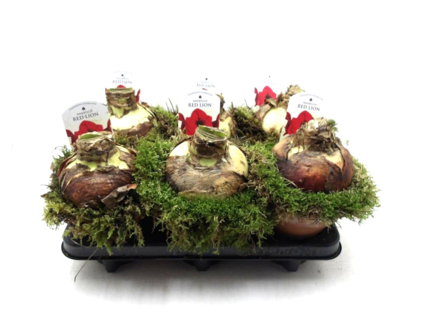 Amaryllisknolle in Tontopf