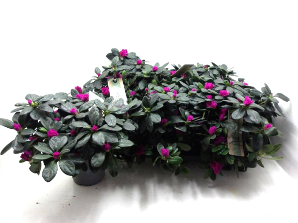 Azaleen "Lea" 22-25 cm lila