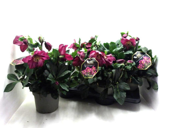 Helleborus "Winter Ballett Karli"